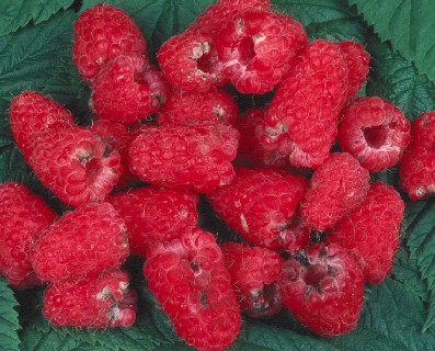 Fruit damaged by raspberry beetle