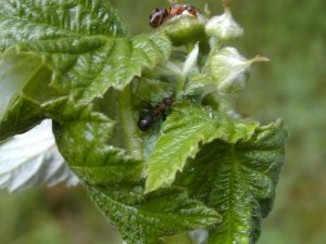 Small raspberry aphids and ants