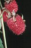 Raspberry beetle larvae