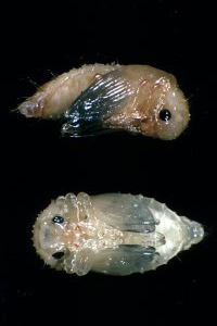 Raspberry cane midge pupe - removed from pupal cell