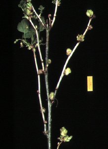 Blackcurrant gall mite damaged shoot