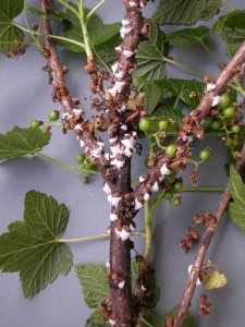 Woolly vine scale on blackcurrant