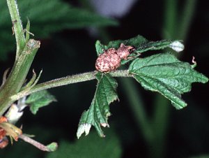 Adult clay-coloured weevil feeding on raspberry fruiting lateral at night