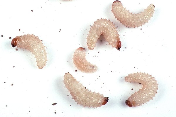 Vine weevil larvae