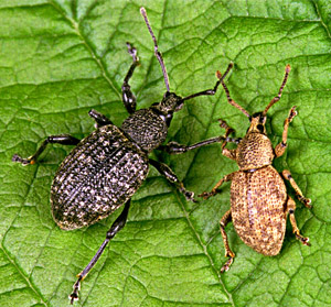 Adult Vine and Clay-coloured weevils