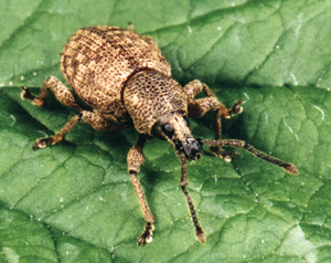 Adult female clay-coloured weevil