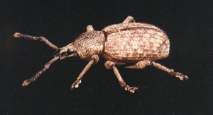 Adult clay coloured weevil 