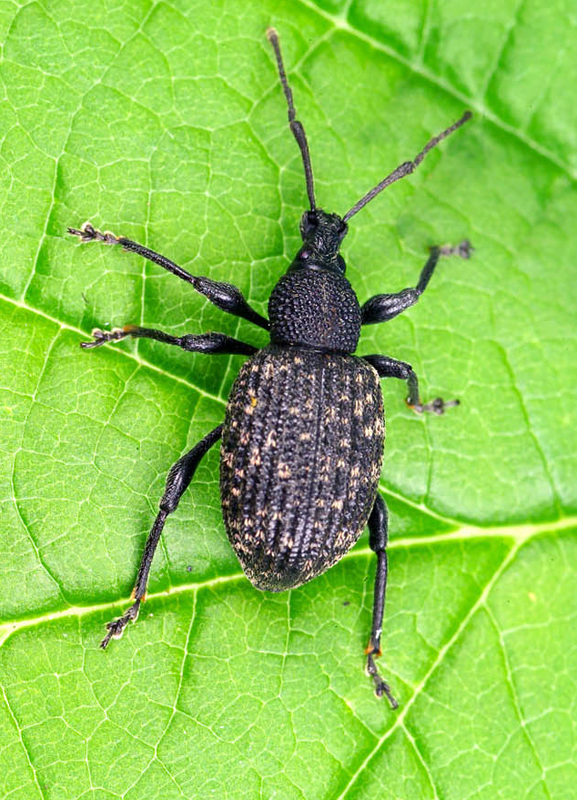 Vine weevil control in soft fruit crops