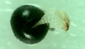 Clay coloured weevil larvae emerging from egg