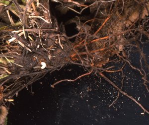 Strawberry crown damaged by vine weevil