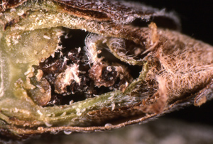 Gooseberry mite damage Ribes bud