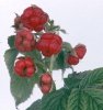 Raspberry Bush Dwarf Virus