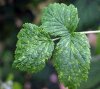 Raspberry leaf spot virus symptoms