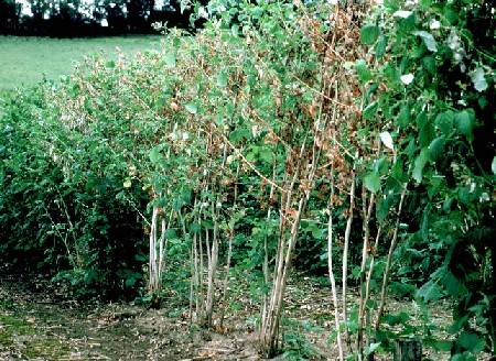 Fruitdisease Root Rot Research At The James Hutton Institute