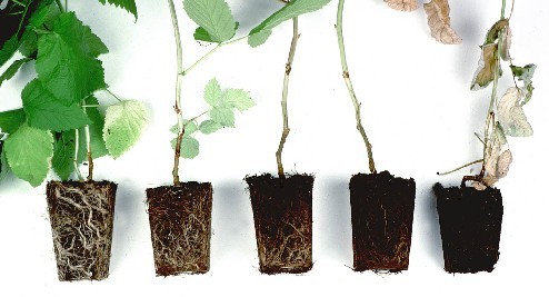 Root rot trial