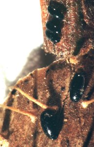 Large raspberry aphid eggs