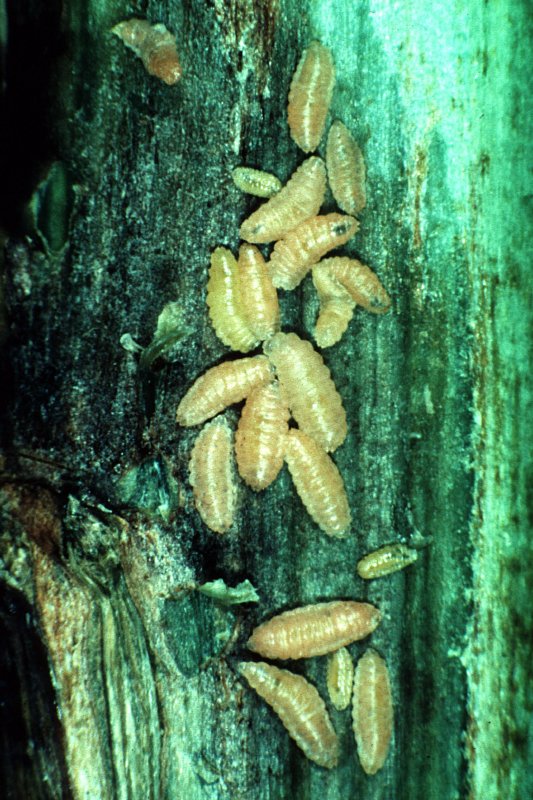Larvae of raspberry cane midge feeding under bark of raspberry (bark removed)