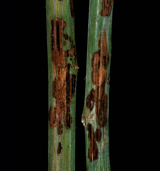 RCM Patch Lesion - Cane bark removed 300