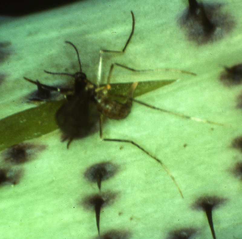 Adult female raspberry cane midge egg laying in split in bark of raspberry