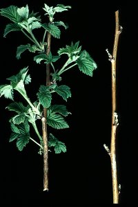Clay-coloured weevil early season damage