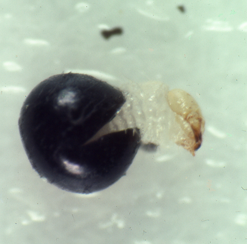 Clay coloured weevil larvae emerging from egg