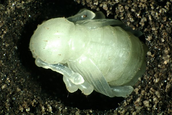 Clay coloured weevil pupae