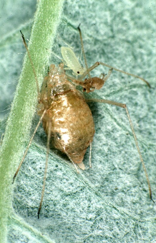 Aphidius spp.