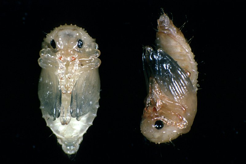 Pupae removed from earthen soil cocoons