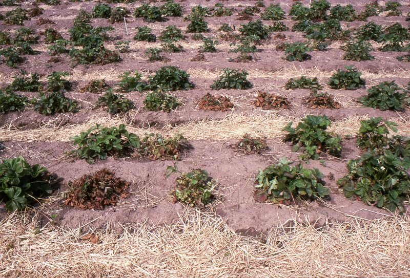 Strawberry vine weevil damage