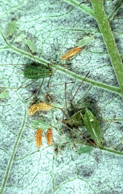 Predatory Midges