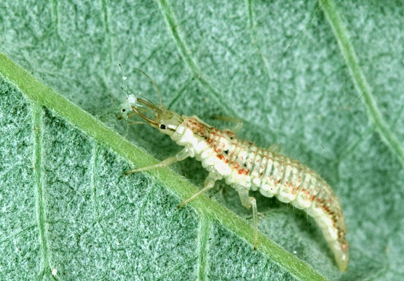 Chrysoperla carnea