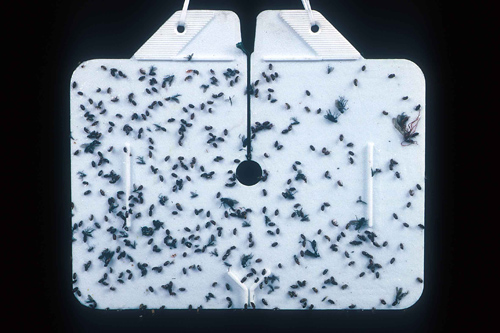 Protype trap