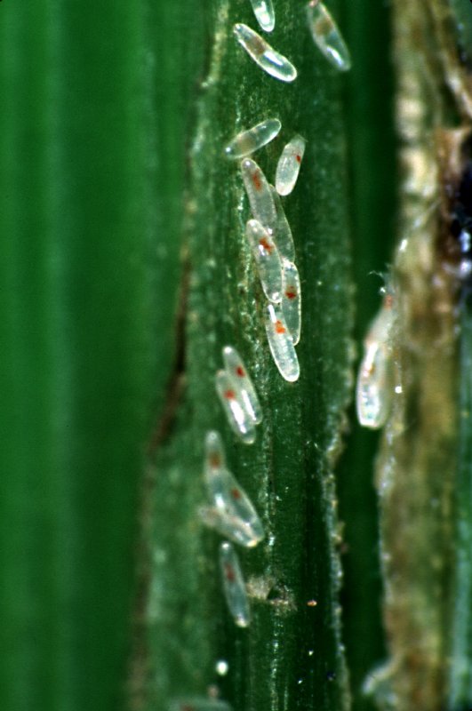 Eggs of raspberry cane midge in split raspberry cane