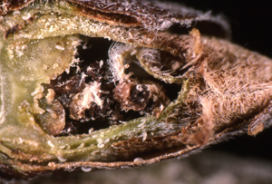 Gooseberry Mite damage Ribes bud