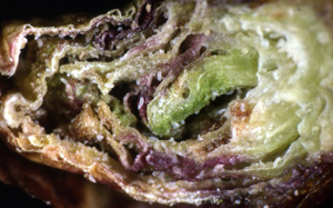 Erophyd mite feeding in Ribes alpinum bud