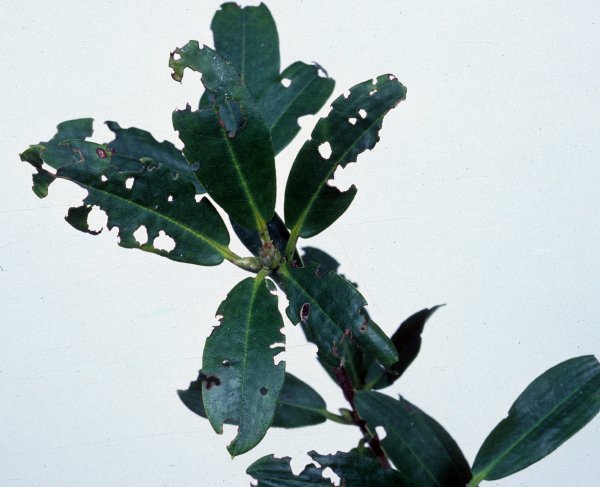 Wingless weevil feeding damage Rhododendron