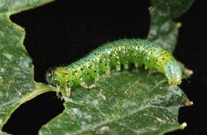 Blackcurrant sawfly larva