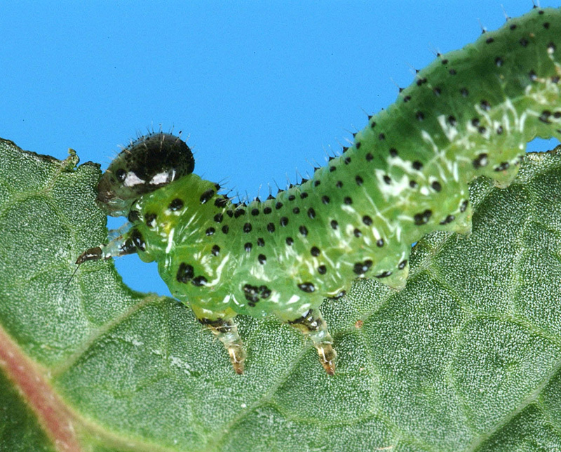 Closeup of blackcurrant sawfly feeding