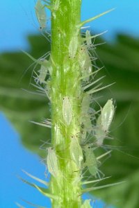 Large raspberry aphid colony on cane