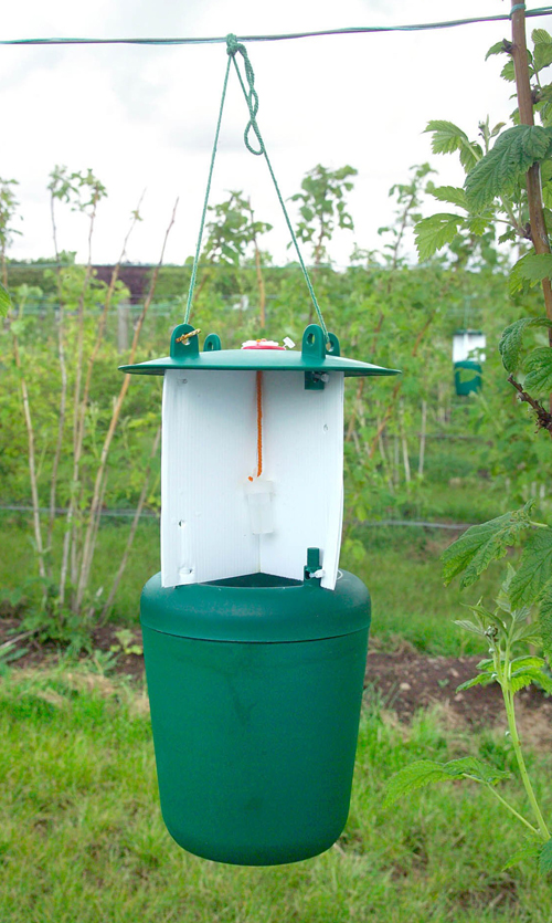 Rebell trap