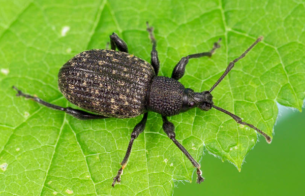 Vine weevil Adult