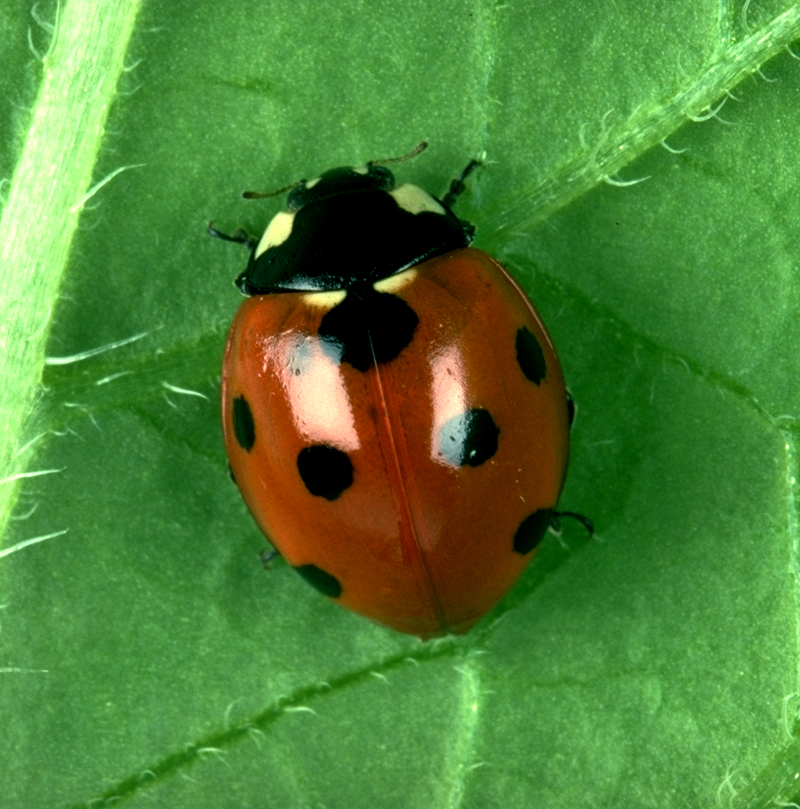 Seven- spotted Ladybird