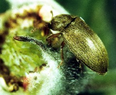 Raspberry beetle Raspberry beetle