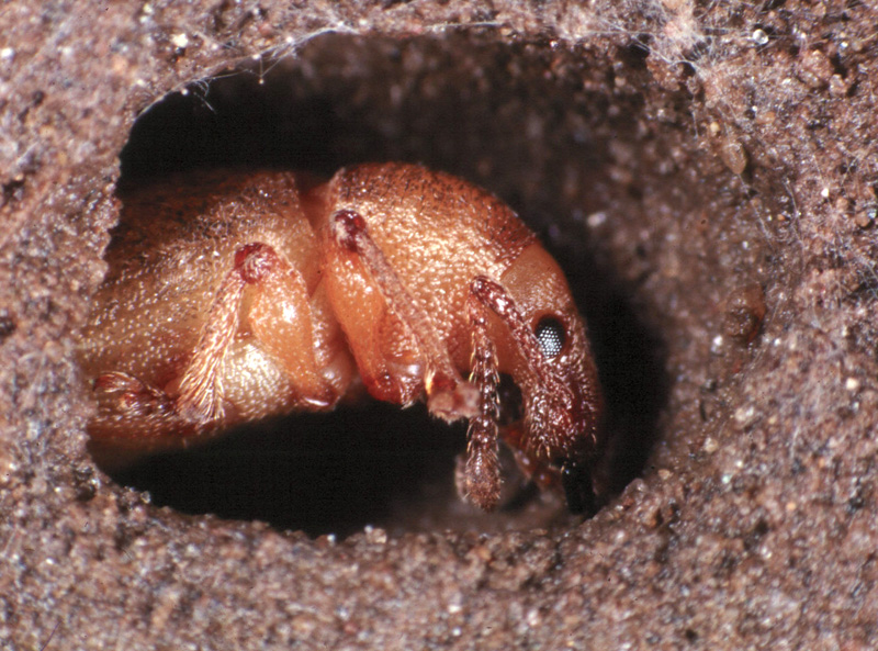 Vine weevil teneral adult