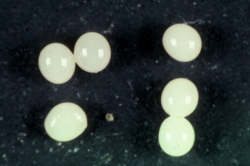 Weevil eggs - Vine weevil eggs turn brown 