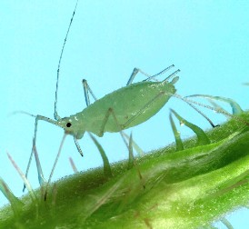 Large raspberry aphid