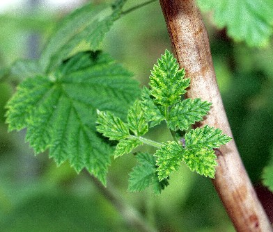 Poorly developed lateral