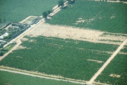 Aerial photograph of a field with a large spreading patch of root rot affected plants