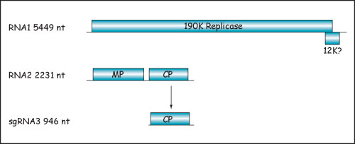 Genome map