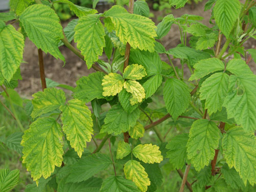 Picture of Symptoms on leaves